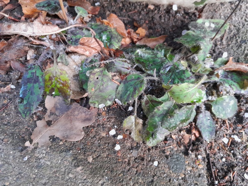 Hieracium glaucinum subsp. similatum photo 3