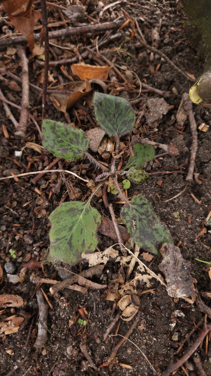 Hieracium glaucinum subsp. similatum photo 4