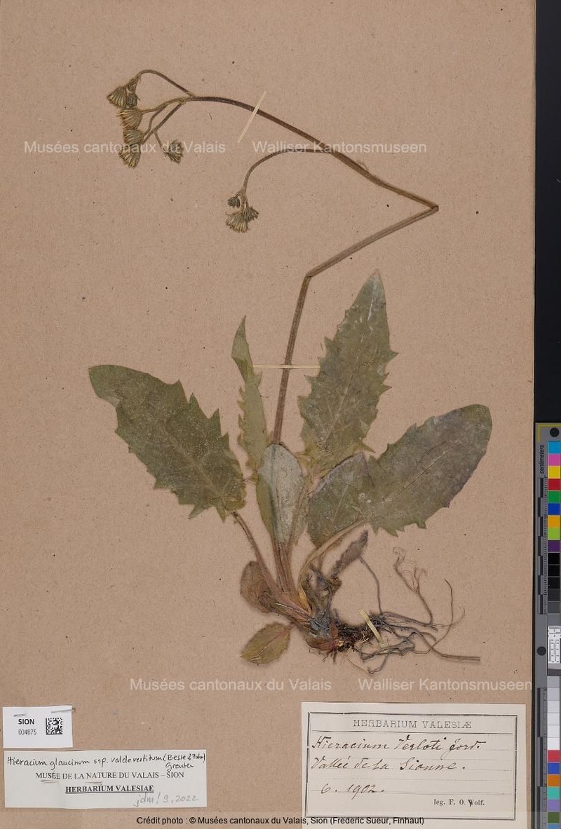 Hieracium glaucinum subsp. valdevestitum