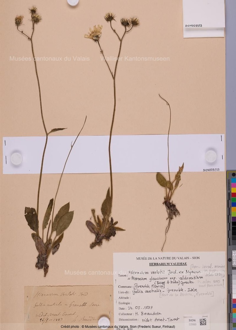 Hieracium glaucinum subsp. valdevestitum photo 2