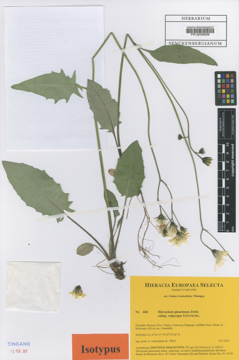 Hieracium glaucinum subsp. valpergae