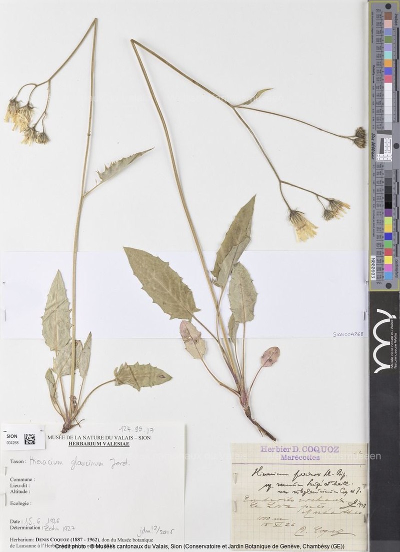 Hieracium glaucinum subsp. vernum