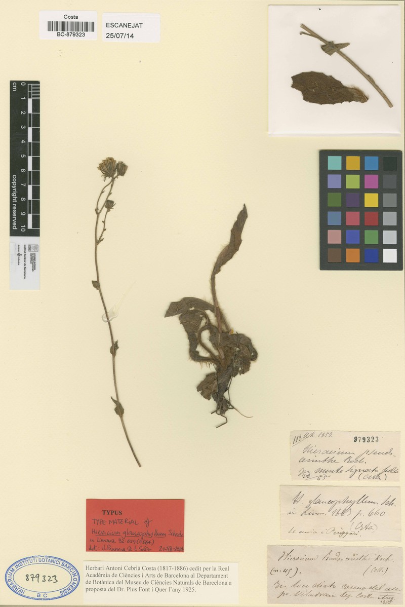 Hieracium glaucophyllum