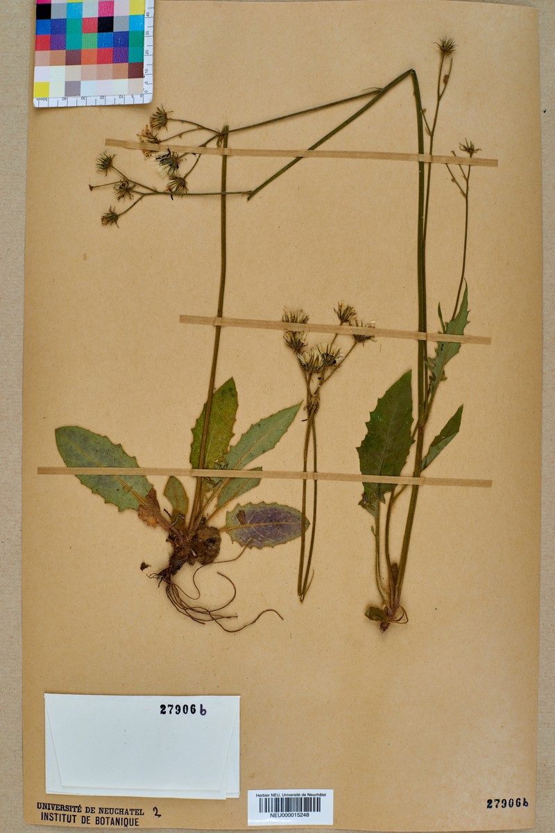 Hieracium glaucopsis