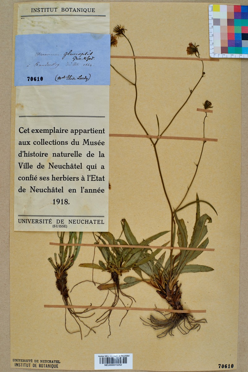 Hieracium glaucopsis photo 2