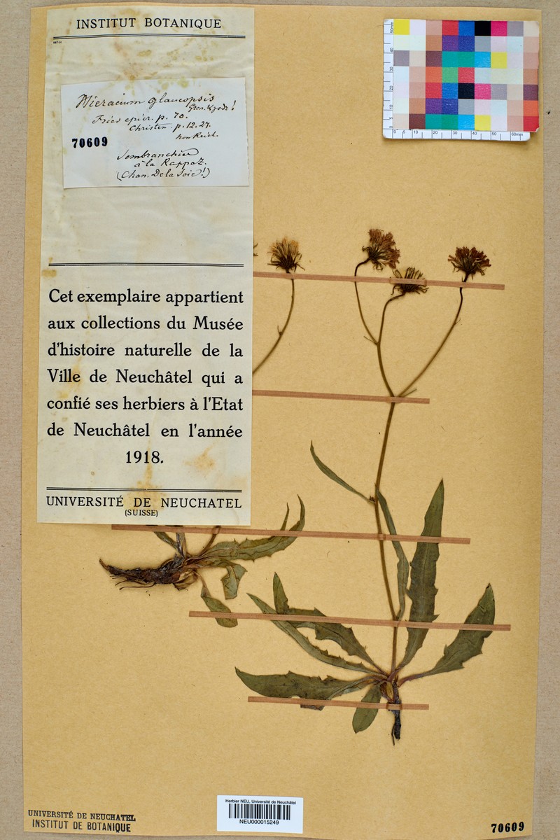 Hieracium glaucopsis photo 3