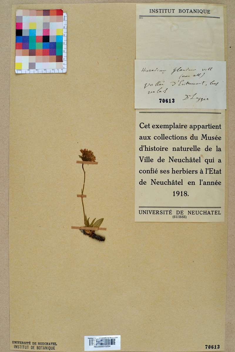 Hieracium glaucopsis photo 4