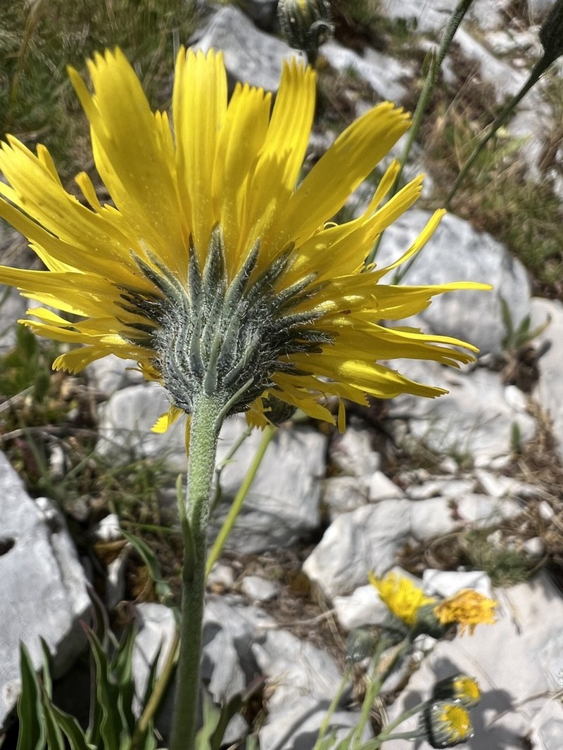 Hieracium glaucum