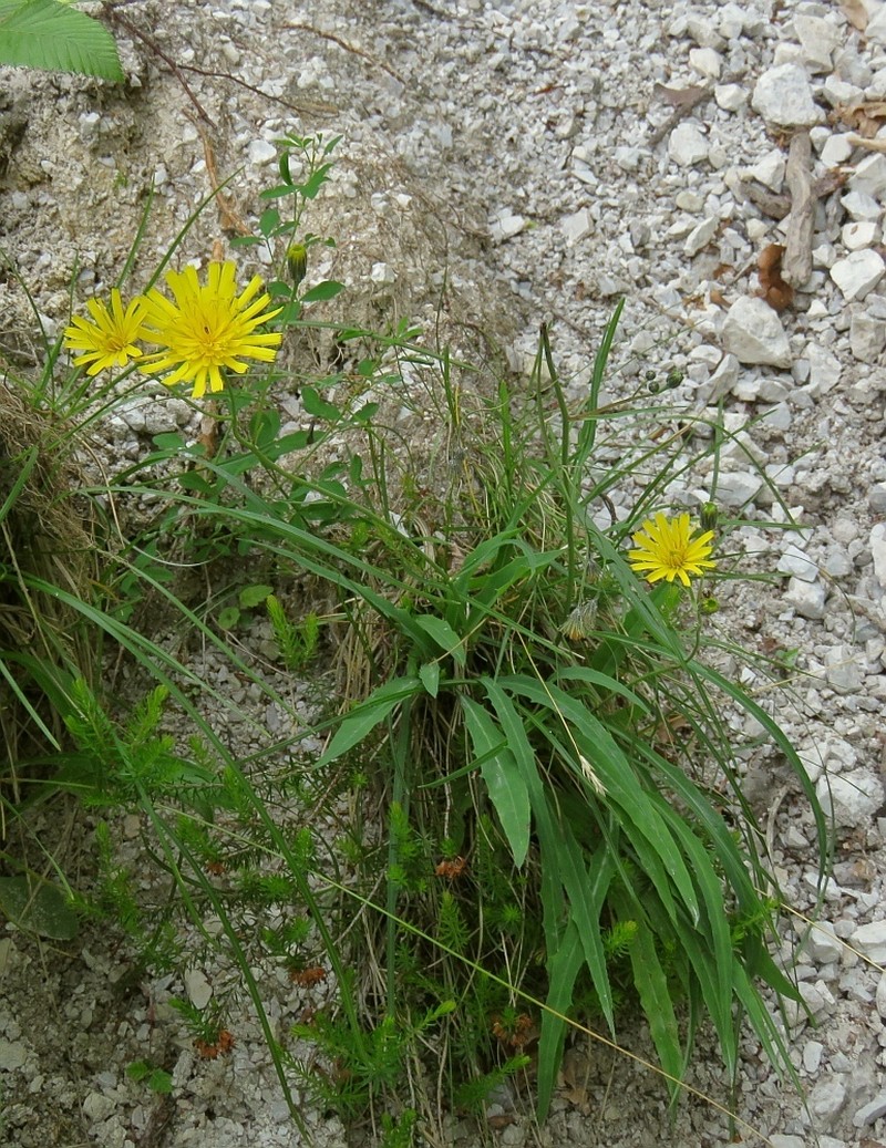 Hieracium glaucum photo 2