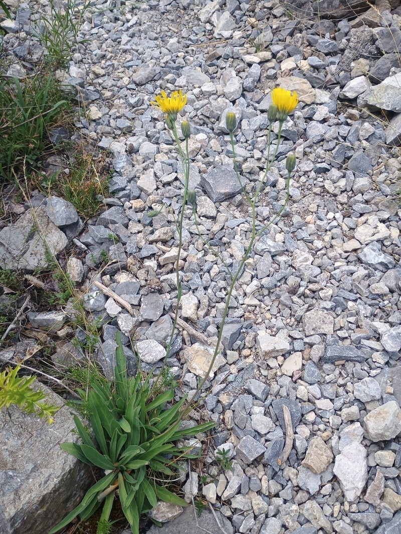 Hieracium glaucum photo 3