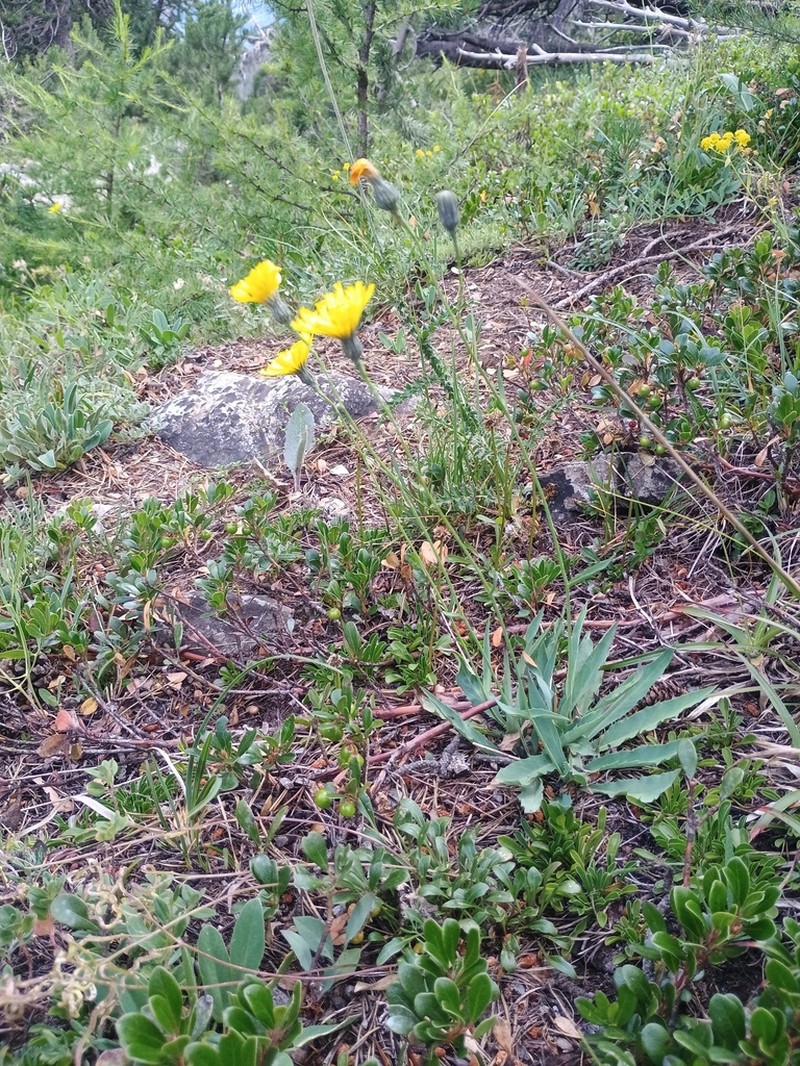 Hieracium glaucum photo 4