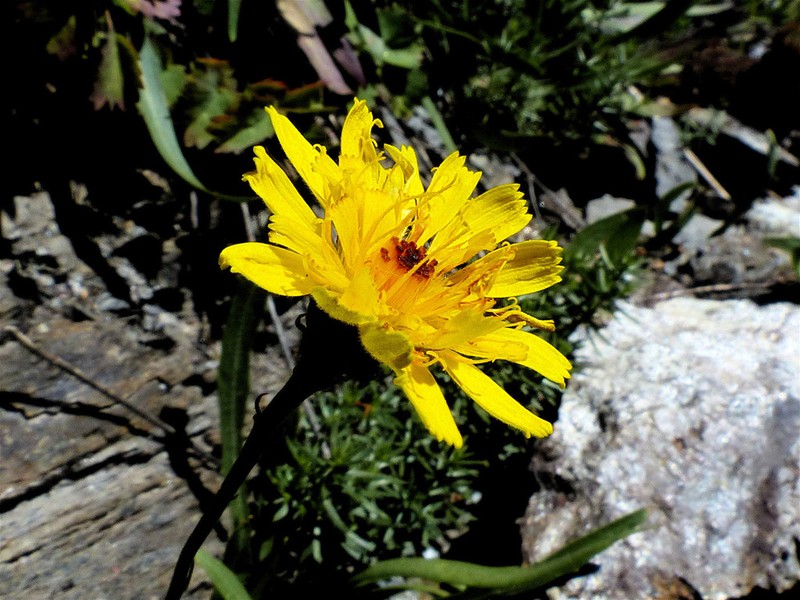 Hieracium glaucum photo 5