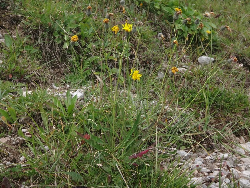 Hieracium glaucum photo 6