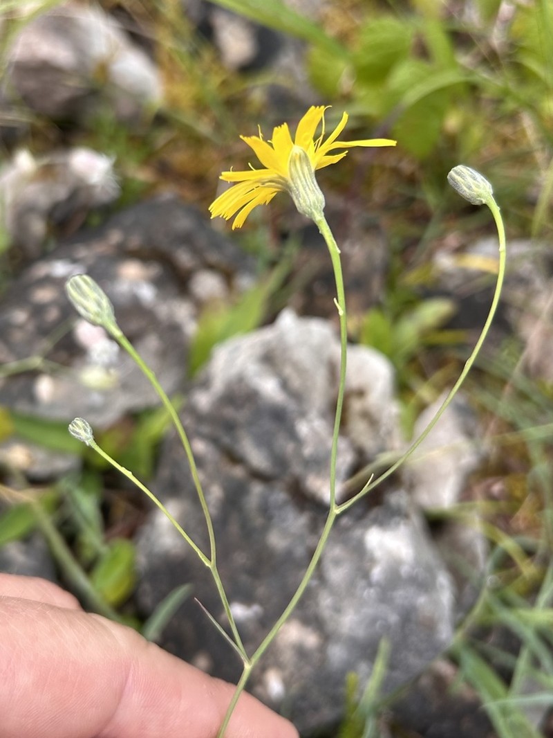 Hieracium glaucum photo 7