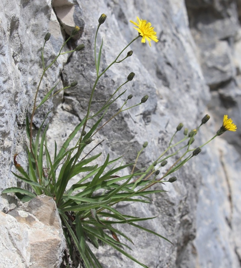 Hieracium glaucum photo 8