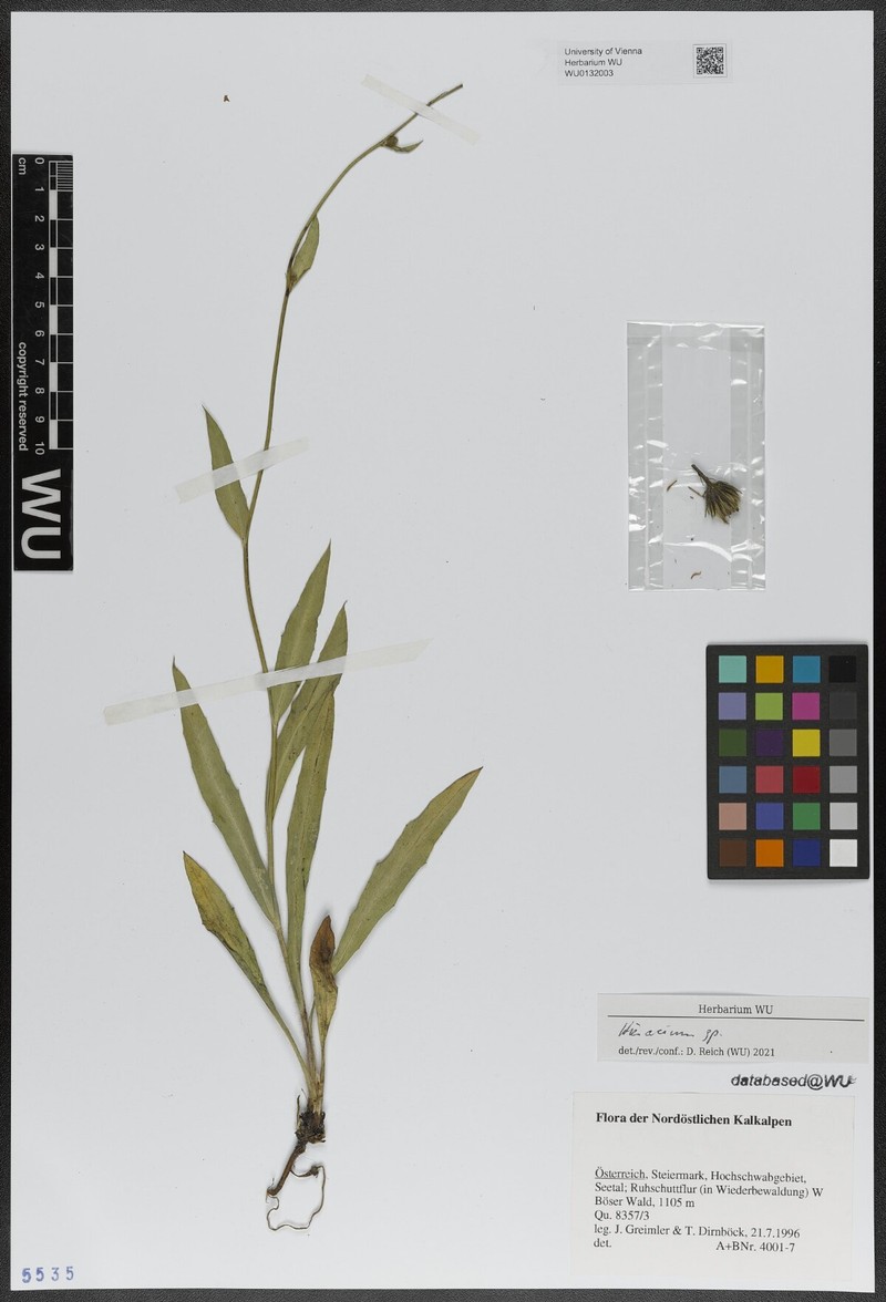 Hieracium glaucum subsp. isaricotropum