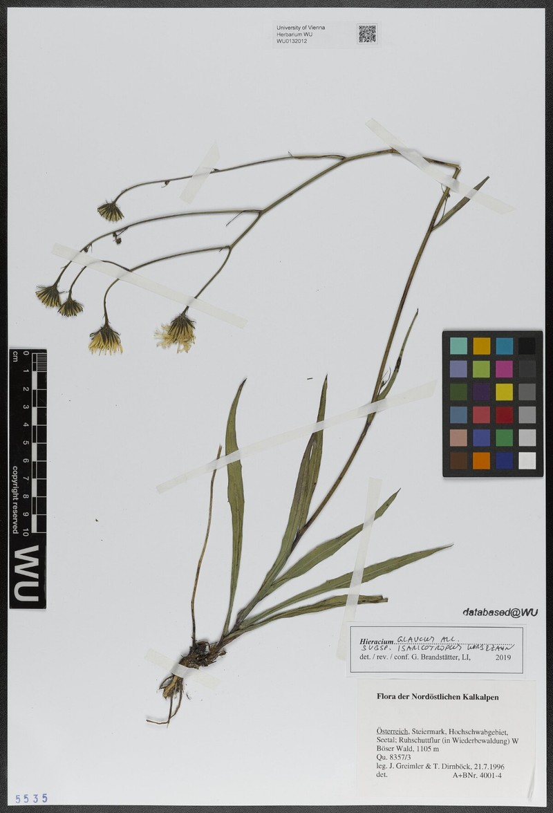 Hieracium glaucum subsp. isaricotropum photo 2