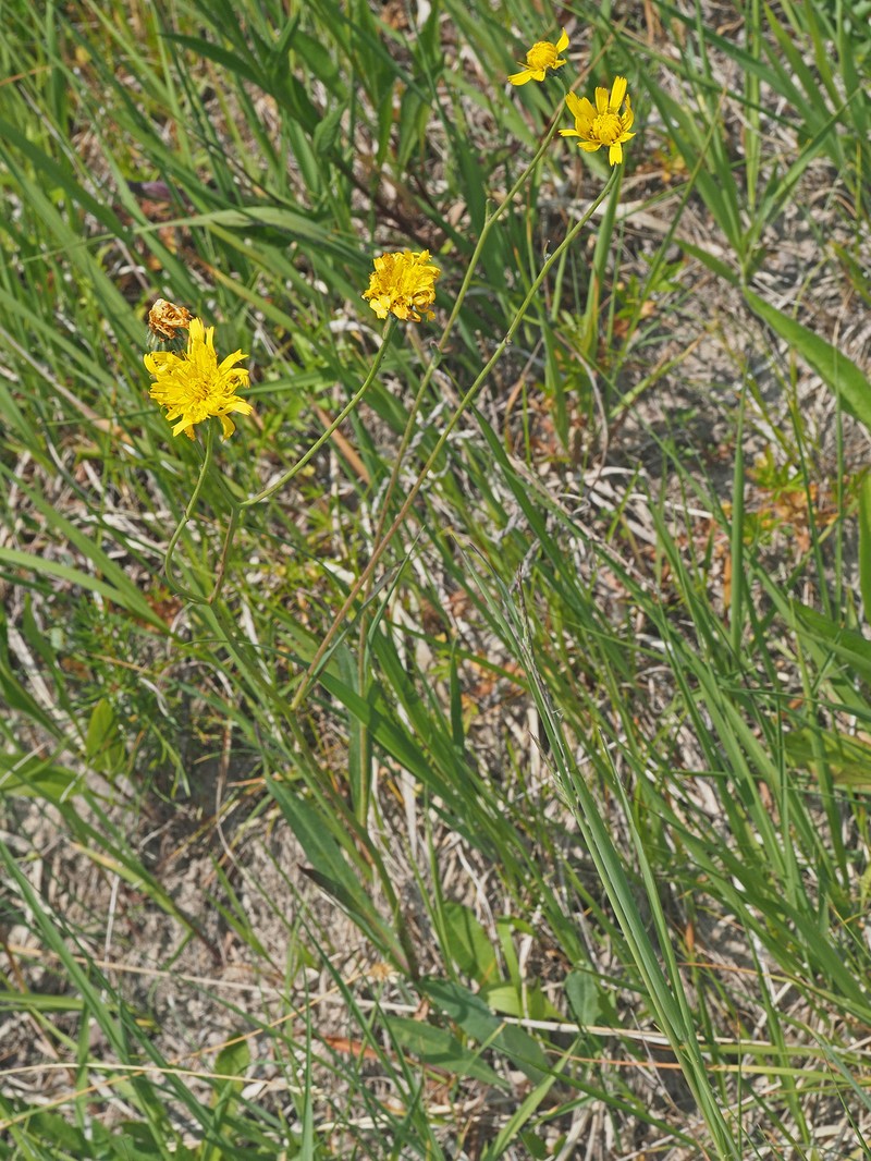 Hieracium glaucum subsp. isaricum
