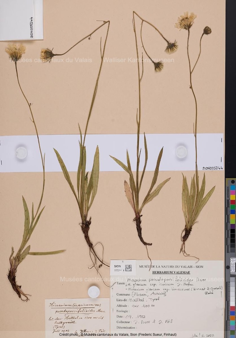 Hieracium glaucum subsp. limonense
