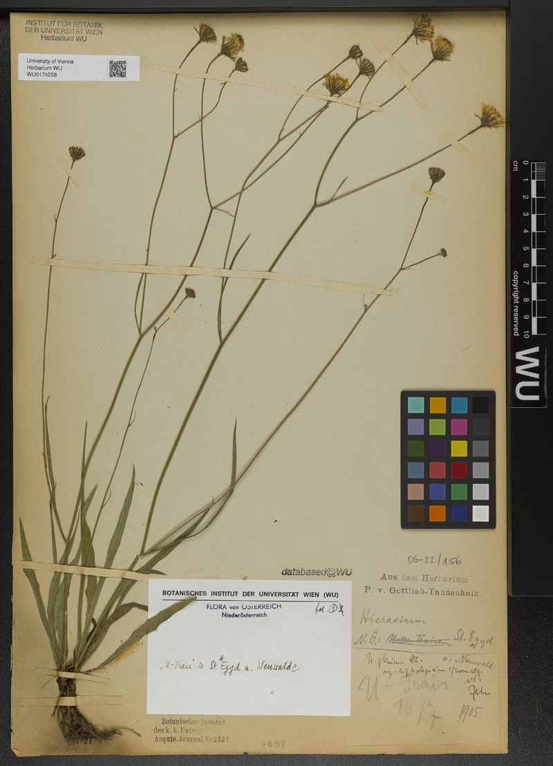 Hieracium glaucum subsp. nipholepium