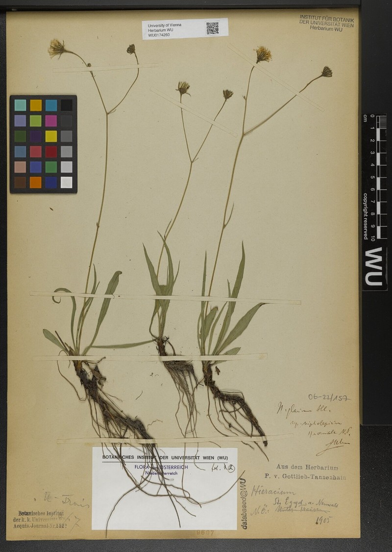 Hieracium glaucum subsp. nipholepium photo 2