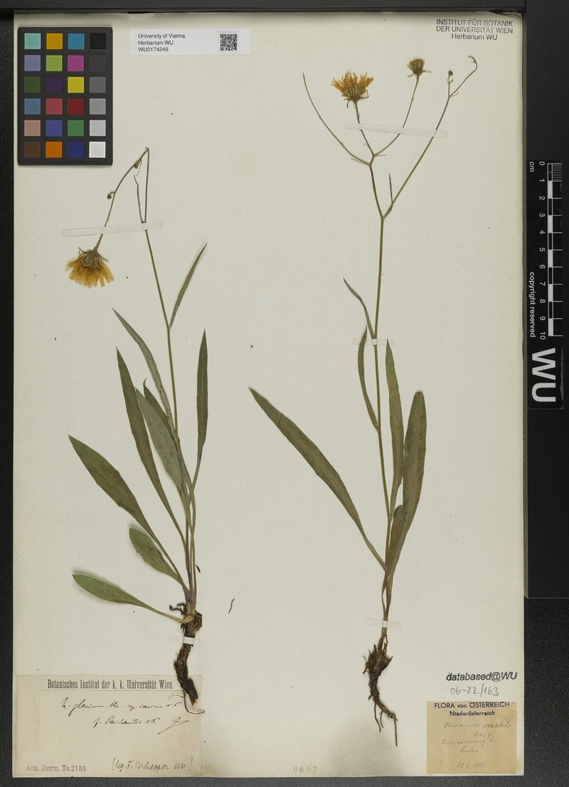 Hieracium glaucum subsp. reichardtii