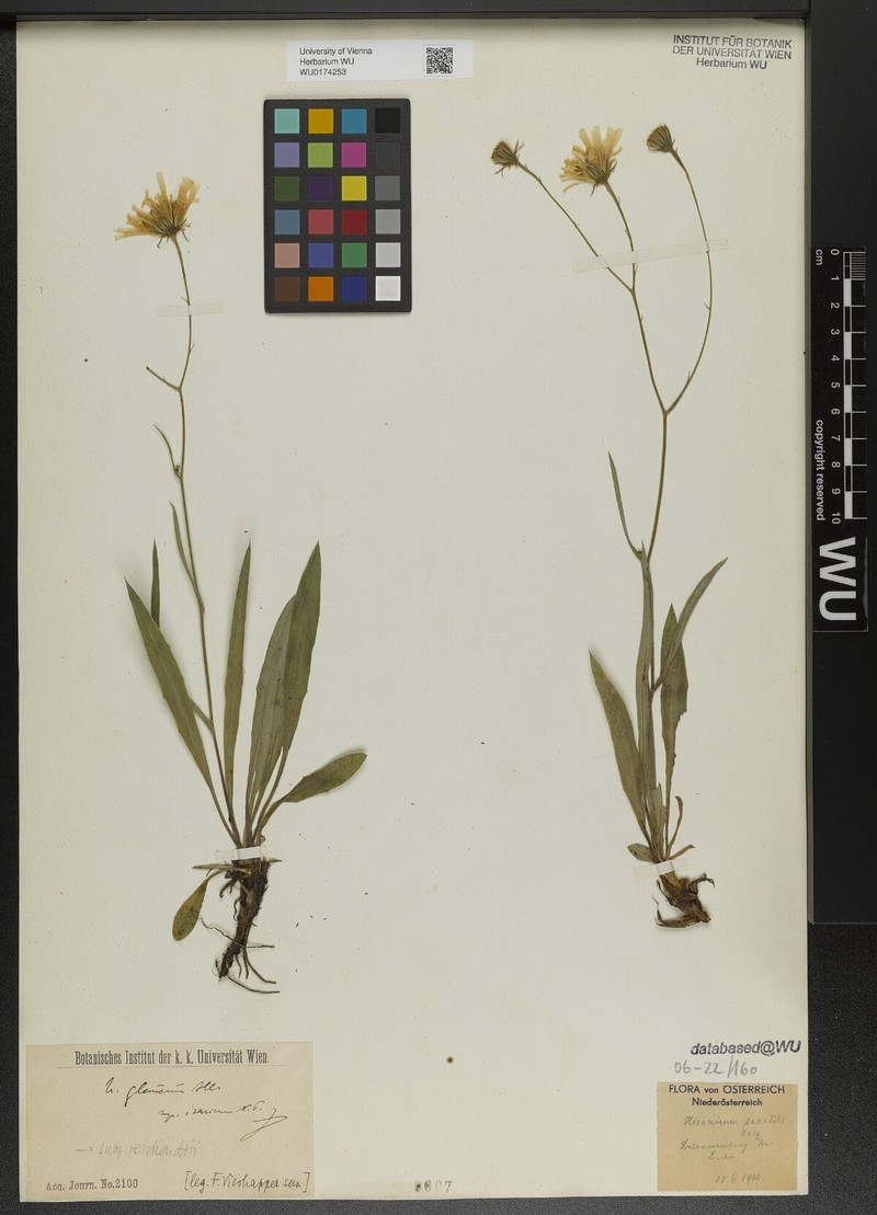 Hieracium glaucum subsp. reichardtii photo 2