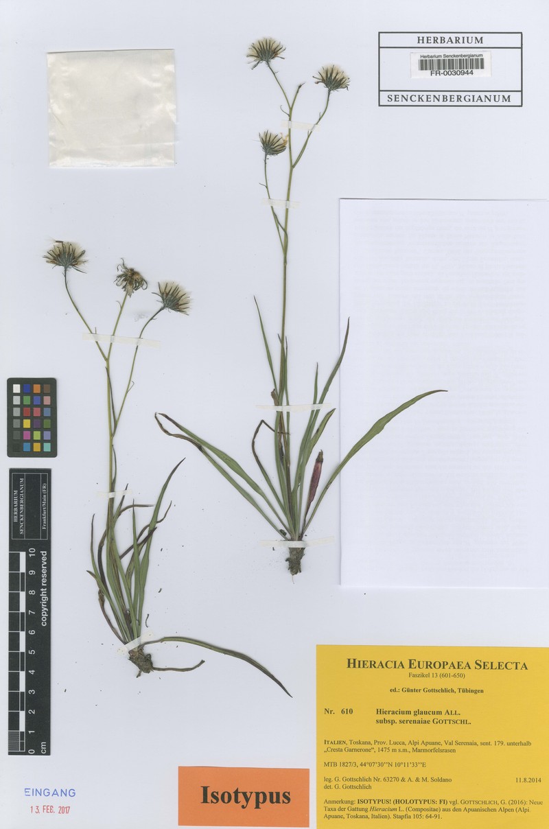 Hieracium glaucum subsp. serenaiae