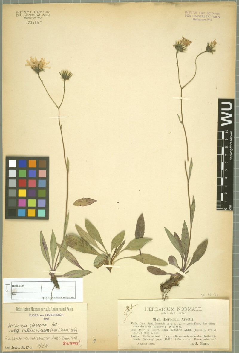 Hieracium glaucum subsp. subisaricum