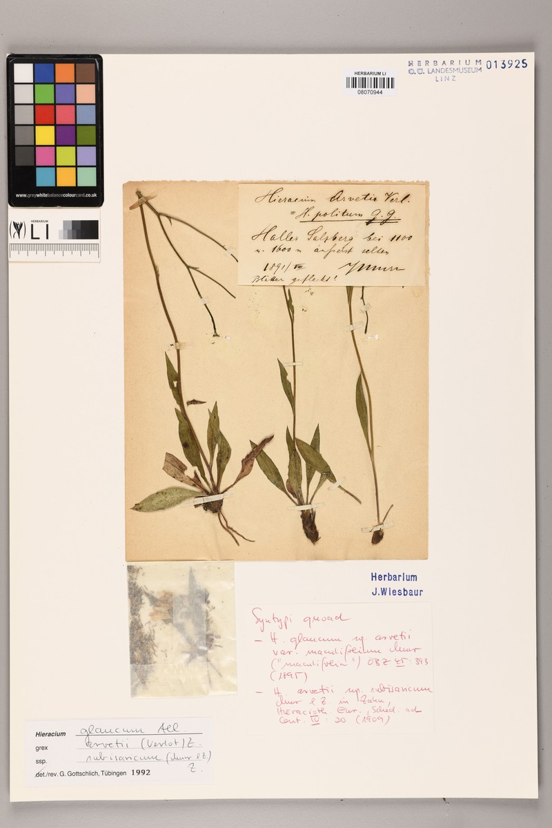 Hieracium glaucum subsp. subisaricum photo 2