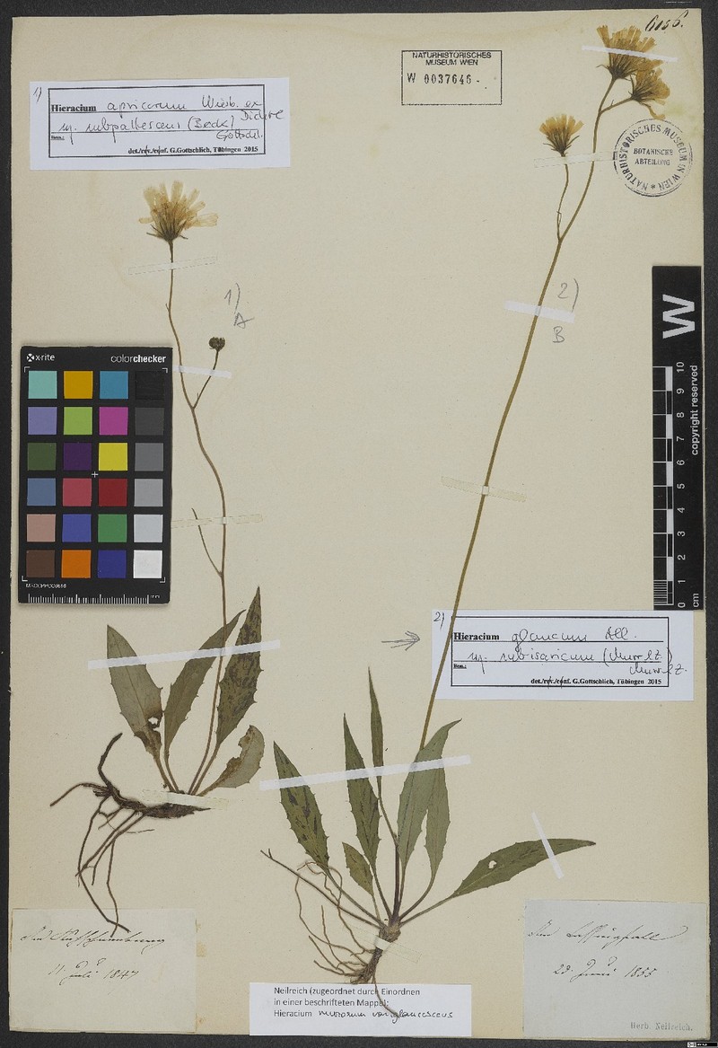 Hieracium glaucum subsp. subisaricum photo 3