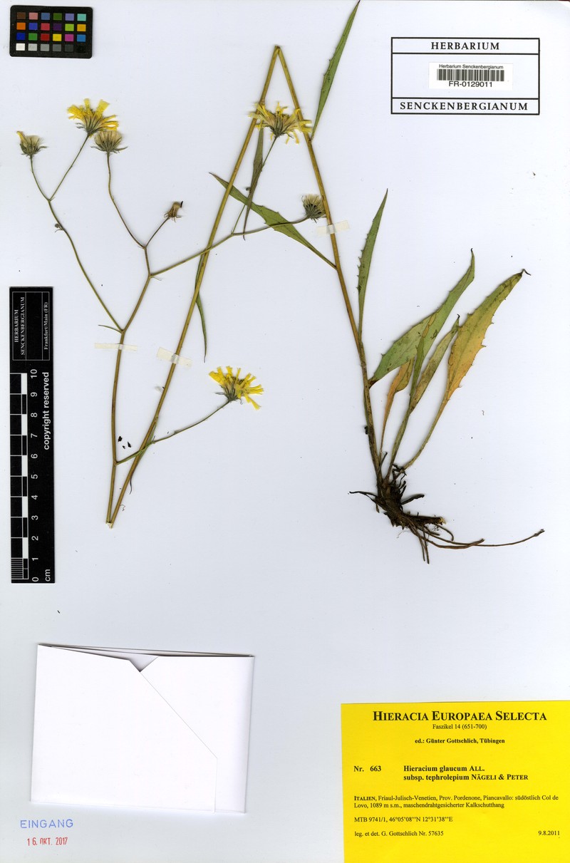 Hieracium glaucum subsp. tephrolepium