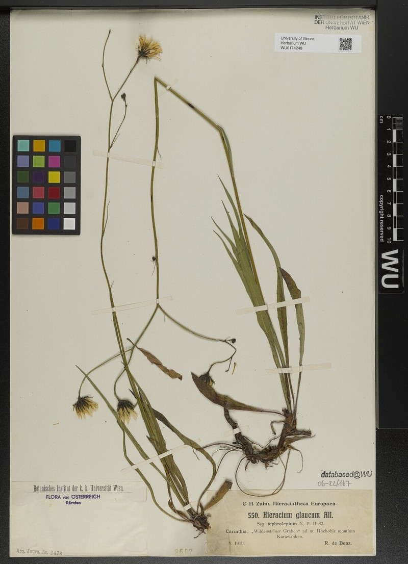 Hieracium glaucum subsp. tephrolepium photo 2
