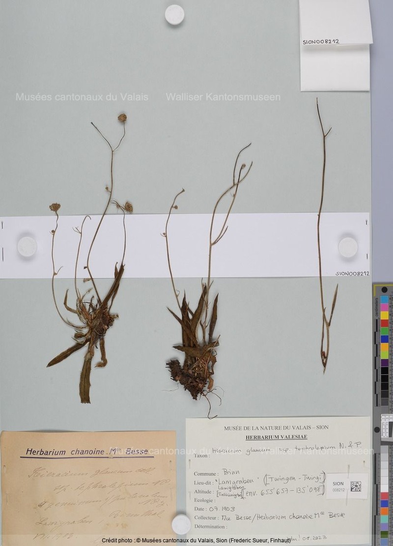 Hieracium glaucum subsp. tephrolepium photo 3
