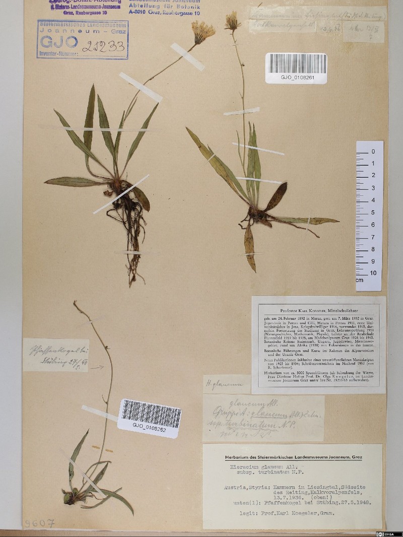 Hieracium glaucum subsp. turbinatum