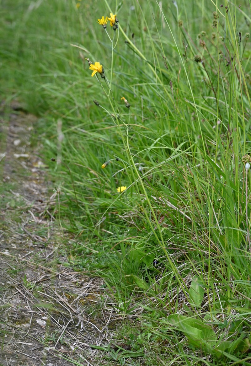 Hieracium glevense