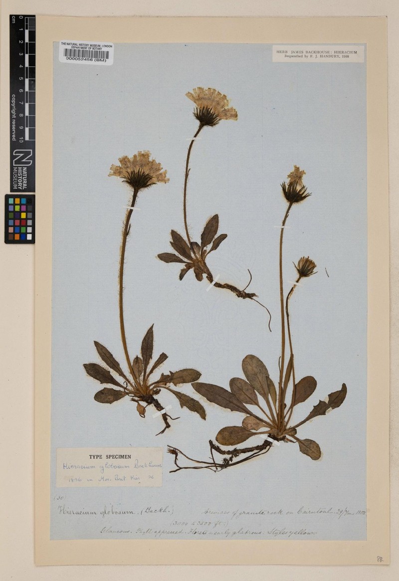 Hieracium globosiflorum
