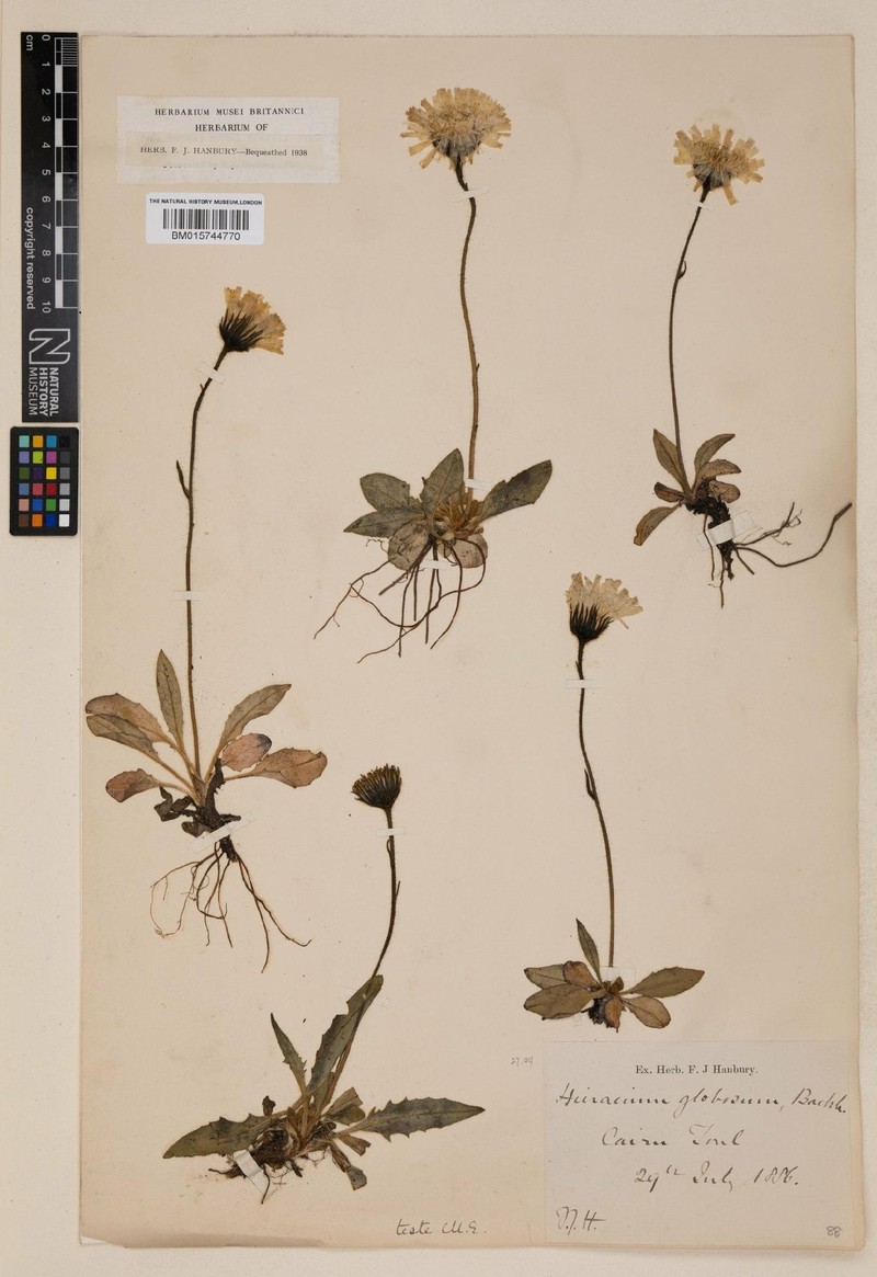 Hieracium globosiflorum photo 2