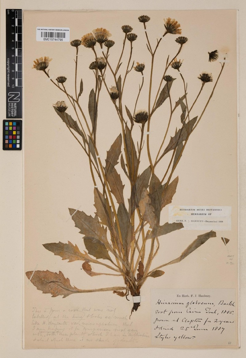 Hieracium globosiflorum photo 3