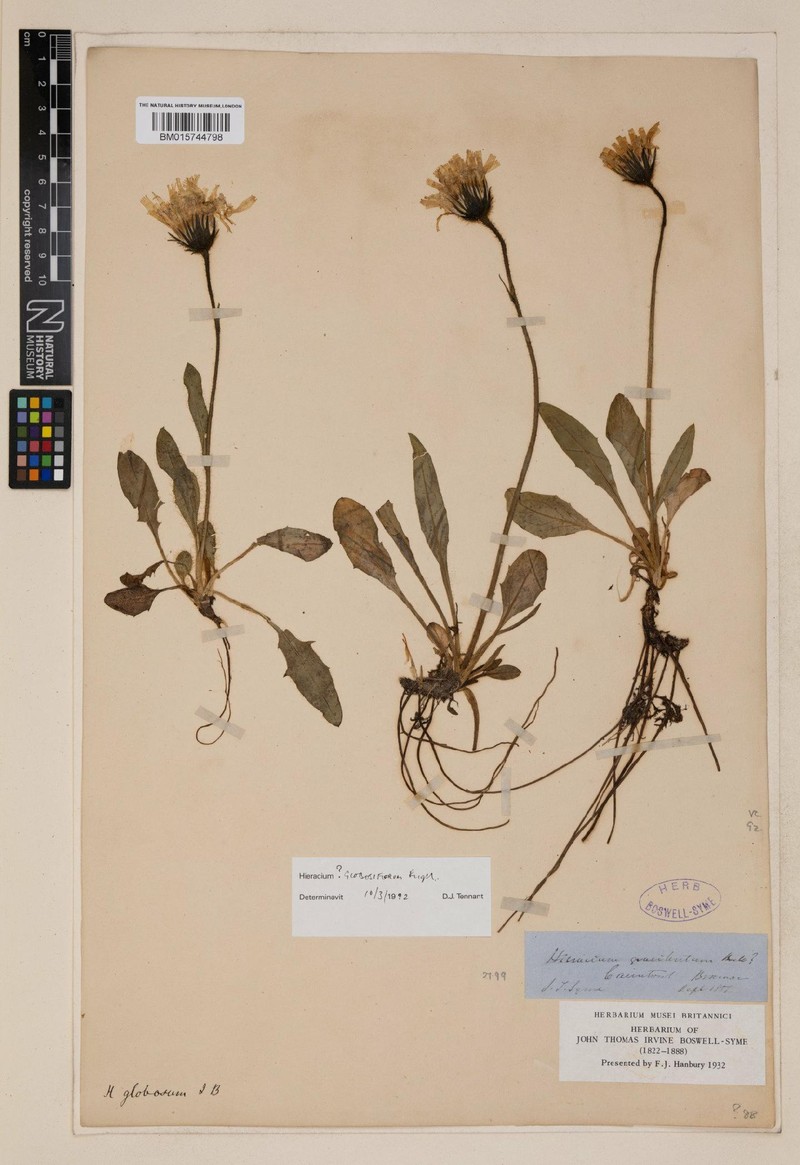 Hieracium globosiflorum photo 4