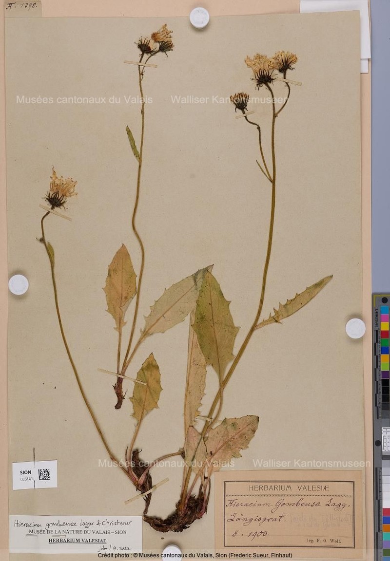 Hieracium gombense