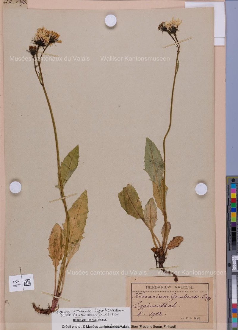 Hieracium gombense photo 2