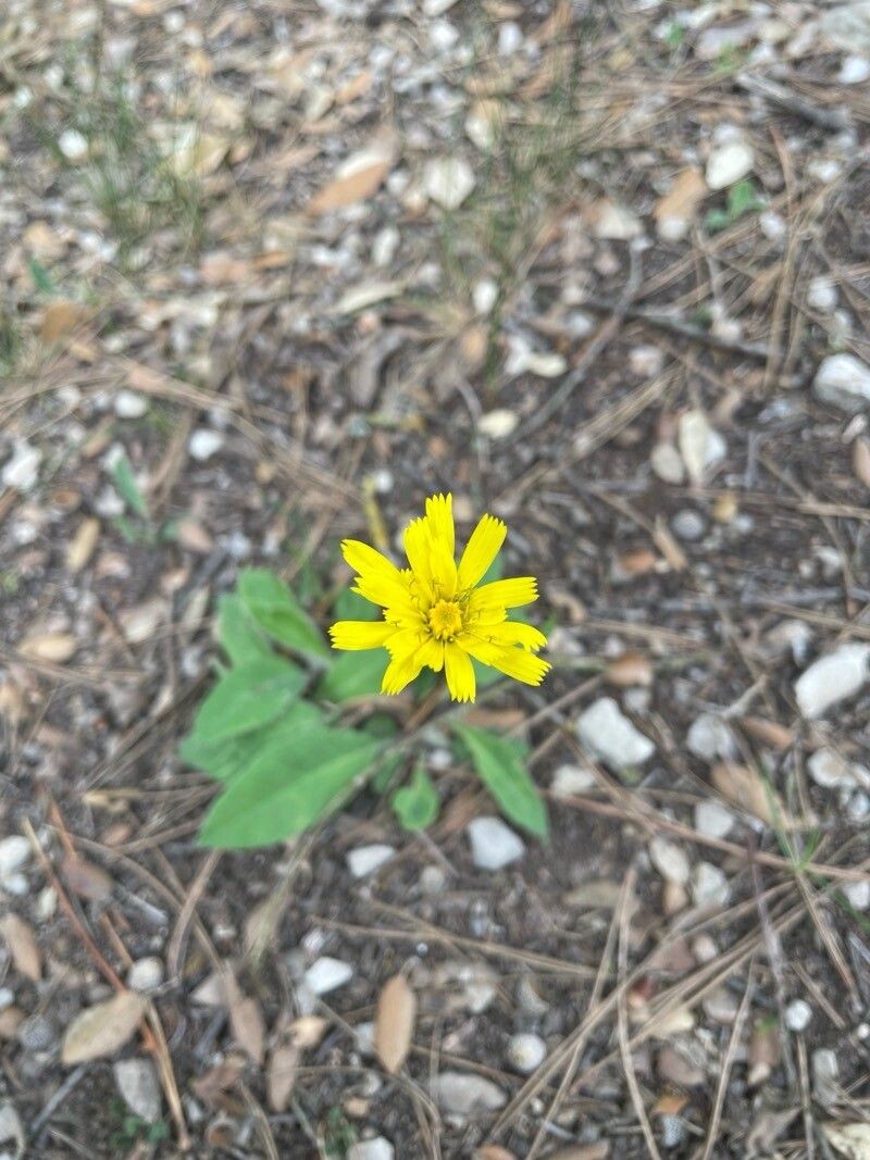 Hieracium gouanii