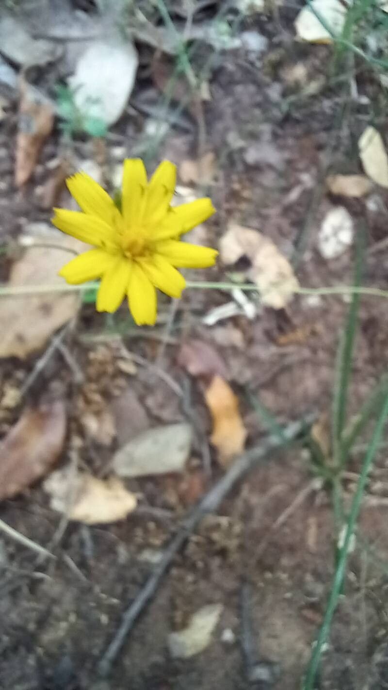 Hieracium gouanii photo 2