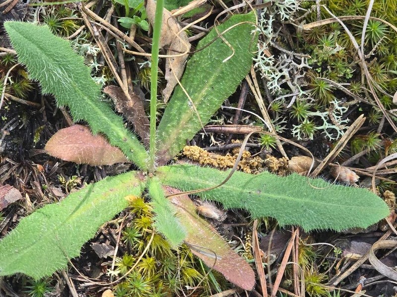 Hieracium gouanii photo 3