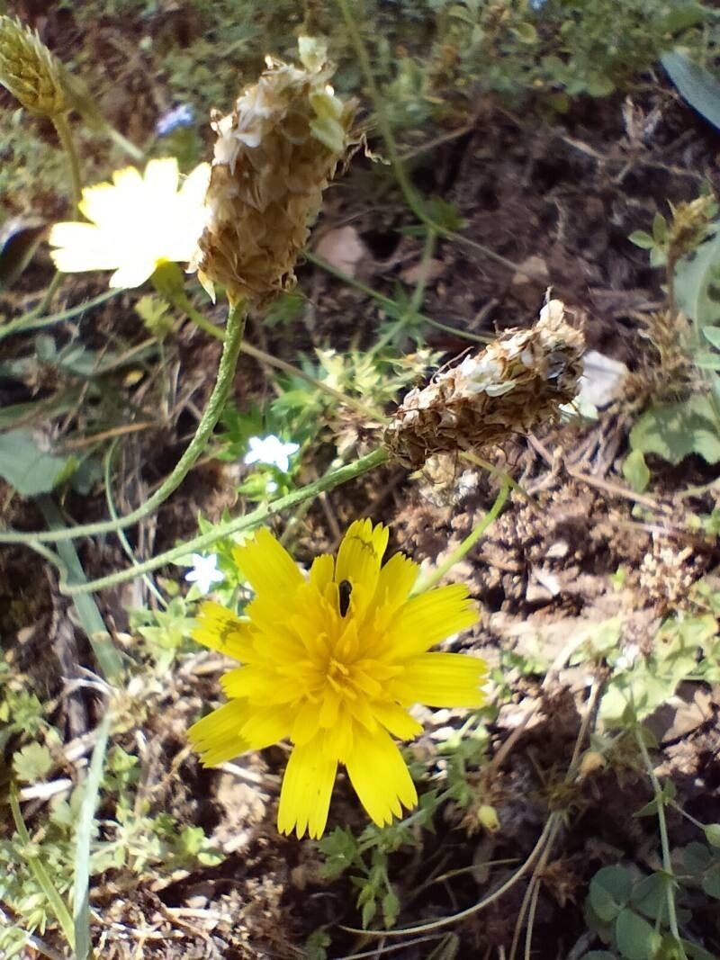 Hieracium gouanii photo 4