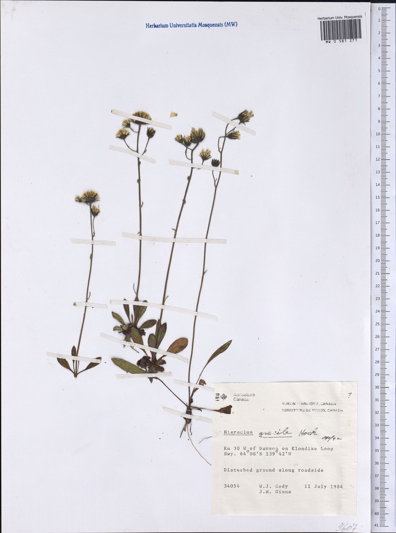 Hieracium gracilens
