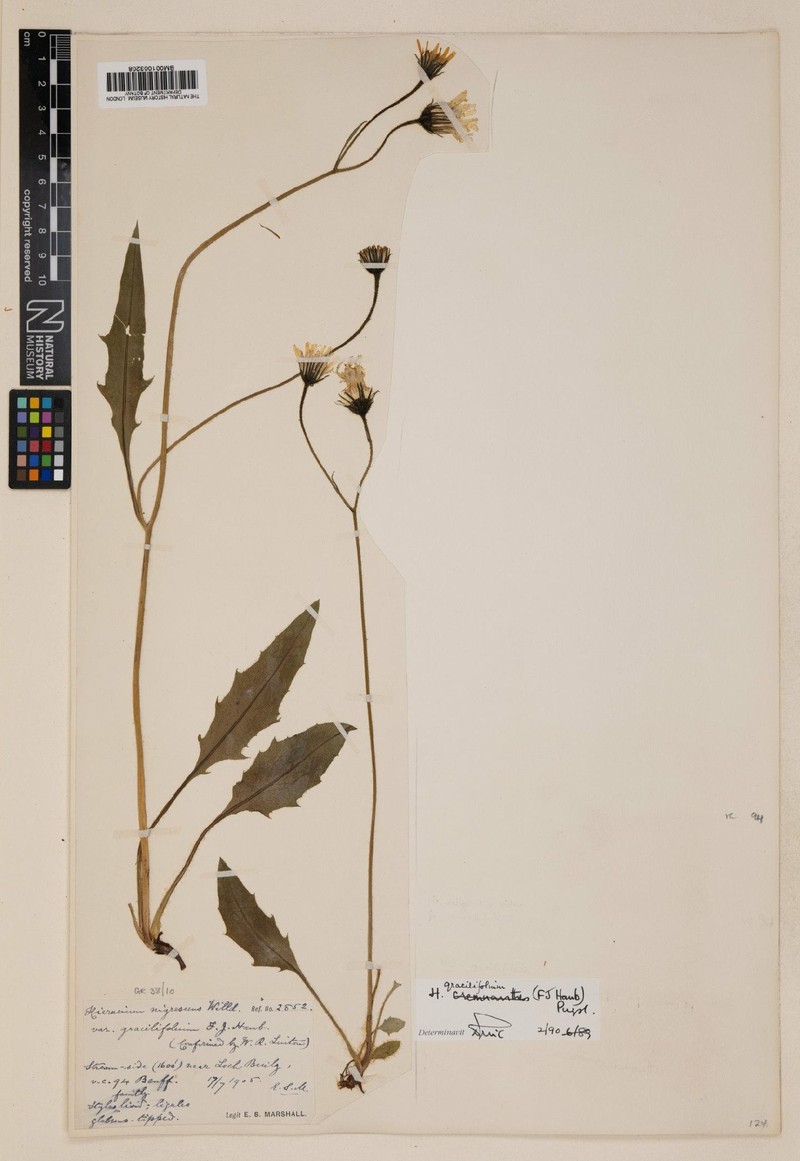 Hieracium gracilifolium