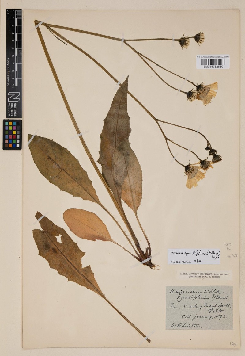 Hieracium gracilifolium photo 2