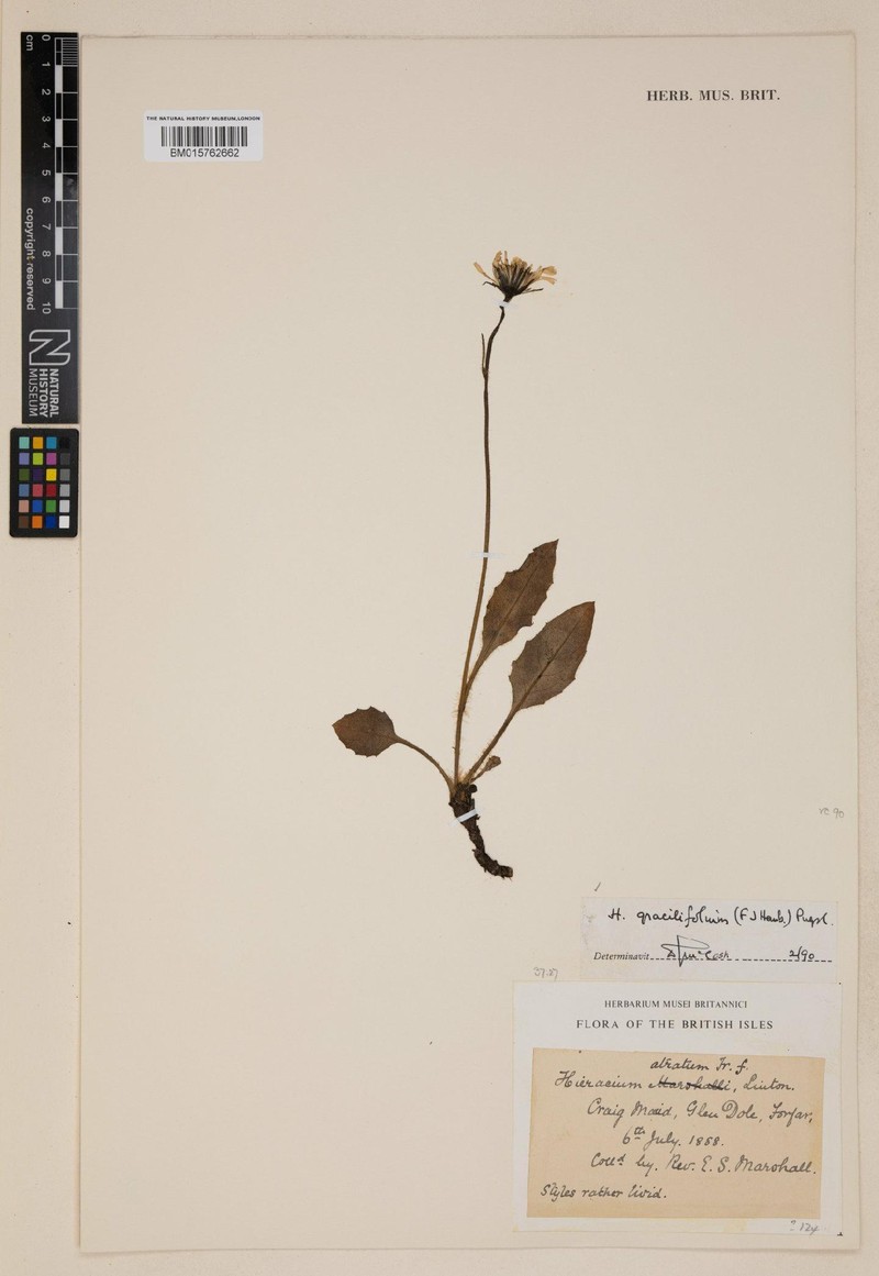 Hieracium gracilifolium photo 3